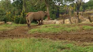 「アフリカのサバンナ」ゾーンのヒガシクロサイ（横浜・ズーラシア）