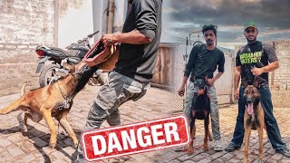 Professional Dog Trainer in India😱