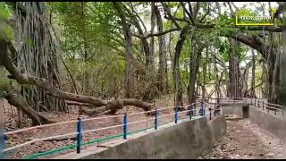 महाराष्ट्रातील सर्वात मोठा वटवृक्ष - पेमगिरीचा महावटवृक्ष. Largest Banyan tree of Pemgiri