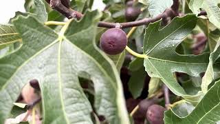 Dwarf-size fig for any type of garden: Ficus Little Miss Figgy