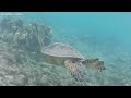 Swimming with turtles Maui 2022