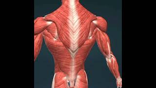 Male muscular system 3D animation #shorts video || Body parts #animation @REoGAURAVYT