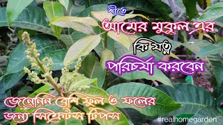 || শীতে আমের মুকুল এলে কি করবেন || #realhomegarden ||