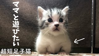 母猫に遊びたいアピールする短足子猫がかわいい！