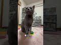 【ロシアンブルー】めろん、今日のベル押し🛎️こんな感じ🤭【猫】 shorts