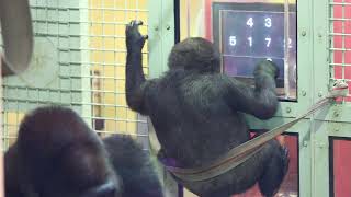 こどもゴリラの数字の勉強。キンタロウよくできました！【京都市動物園】