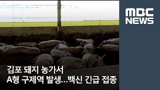 김포 돼지 농가서 A형 구제역 발생…백신 긴급 접종 [뉴스데스크]