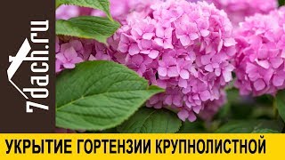 💮 Как укрыть гортензию крупнолистную - 7 дач