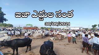 ఐజా ఎద్దుల సంత// గురువారం ఎద్దుల సంత