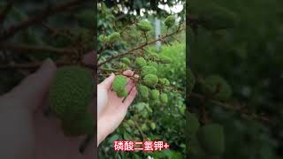 荔枝妃子笑快速膨大成熟著色的方法           The method of rapid expansion and ripening of the color of lychee consort