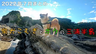 【一気見】散歩コース・オモチャ・犬猿の仲・暑さ対策・恋・グワングワンの話をした柴犬こむぎ【あるじのステップ】