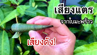 สอนวิธีทำเสียงแตรจากใบมะพร้าว ว้าวว | How to make a the sound of coconut leaves