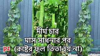 টবে চিচিঙ্গা চাষ করার সটিক পদ্ধতি//Caring of Snake Gourd//p2