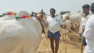 Bigsize farming Bulls prices in Pebbair | పెబ్బేరు ఎద్దుల సంత | Oxen market | Bulls ‎@purnafarms 