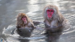 Japanese Snow Monkeys - Jigokudani Yaen-koen (English Version)