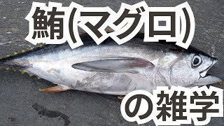 【マグロの雑学】#雑学 #動物 #魚 ＃鮪＃マグロ