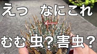 これ虫でしょ。ショック。でも素人なりに対策しないと！【ユタエンシス　エボリスピナ】