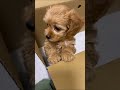 ぽむちゃん🐶💗 チワプー パピー 犬 犬のいる暮らし 犬のいる生活 わんこ