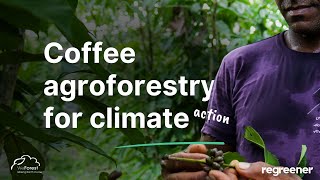 Coffee agroforestry for climate action | Regreener x WeForest