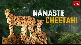 Cheetahs Return To India LIVE Updates: PM Modi Releases 8 Cheetahs In Madhya Pradesh | PM Modi LIVE