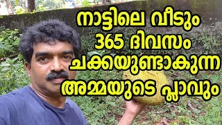 നാട്ടിലെ വീടും 365 ദിവസം  ചക്ക കായ്ക്കുന്ന അമ്മയുടെ പ്ലാവും