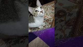 🐱আমাৰ ঘৰৰ মেকুৰী টো || cat looks cute || HB Channel💞💞💞