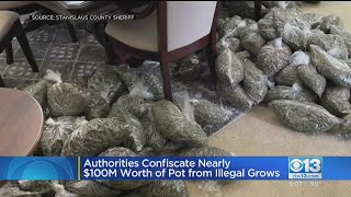 $100 Million Worth Of Marijuana Eradicated Across Stanislaus County Illegal Grows