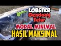 Budidaya Lobster Air Tawar : Kolam Lobster Dari Galon Bekas ( Gendong Telur )