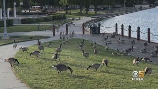 Droppings From Exploding Goose Population Pose Health Problem In Foster City
