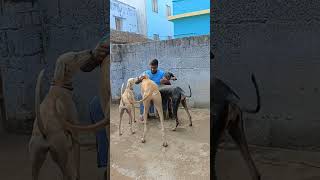 ஒரு பயலும் தொட முடியாது.. 😍🥰💯🫂#kanni #Chippiparai #dog love #dog lover #வேட்டை நாய் #mass#video #😍🥰💯