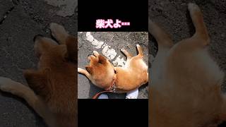 歩かない柴犬よ、散歩とは何かな#柴犬#この季節がやって来た#歩かない