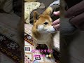 【柴犬】触らせてくれない犬