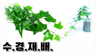 🍀아이비🍀수경재배로 키우기 /  indoor air purifying plants (in water)