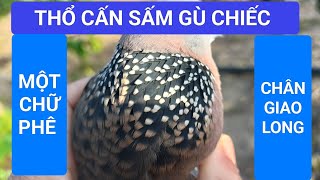 Bổi Thổ Gù Chiếc Thổ Cấn Sấm / Bộ Cườm Gù Mồi Đầu Bi Cổ thắc Lại Lập Công / Bẫy Chim Cu Gáy Mồi Đất