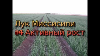 Лук Миссисипи - серия 4. Активный рост лука. Полив лука. Удобрение лука.  Защита лука от болезней.