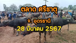 ราคาวัวควายวันนี้!! 28 มีนาคม  2567 ตลาดนัดโคกระบือ ศรีธาตุ จ.อุดรธานี |ฟาร์ม มงคลชัย