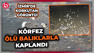 İzmir'de endişe yaratan görüntü: Körfez yüzlerce ölü balıkla kaplandı!