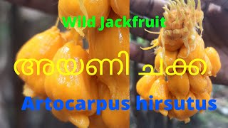 Wild Jackfruit (Artocarpus hirsutus) (ayani chakka)Lockdown Time