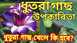 ধুতরা খেলে কি হবে? বিষাক্ত ধুতুরা গাছের উপকারিতা ।। কবিরাজ তান্ত্রিক।