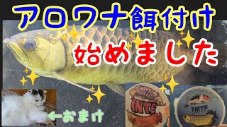 カーニバルを食べさせるための餌付け方法