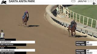 Kahuna Magic and Waspirant worked 4 Furlongs at Santa Anita Park on January 14th, 2021.