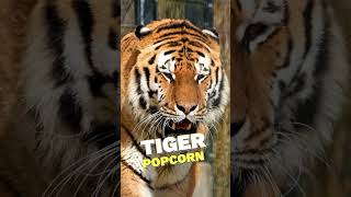 Tiger Pee Smells Like Buttered Popcorn?