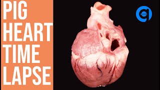 Pig Heart Time Lapse - Rotting Food Time Lapse