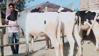 মাত্র ৫৫ হাজার টাকা থেকে হলেস্টিয়ান ফ্রিজিয়ান ও রেড ফ্রিজিয়ান বকনা ক্যাশ অন ডেলিভারিতে