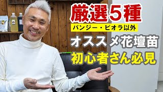 育てやすい冬のオススメ花壇苗 5選！！初心者の方必見！