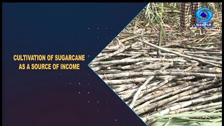 Agriculture Programme | Cultivation of Sugarcane as a Source of Income