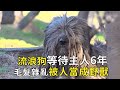 A stray dog cruelly abandoned by its owner has been waiting under the tree for six years. His hair