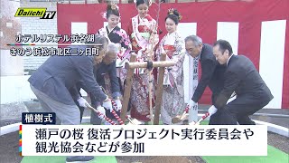 「日本さくらの会」桜の植樹　浜松市・静岡