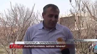 Հորթային հրճվանք՝ Մայիսյան գյուղում armeniatv.am