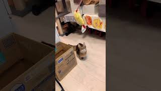 ジャンプが力強くなってきた子猫 #ソマリ #しっぽ吸い #猫動画